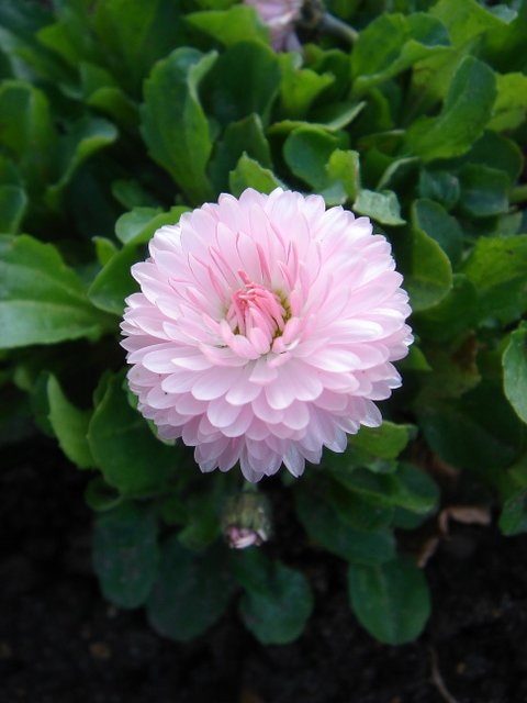 Bellis perennis